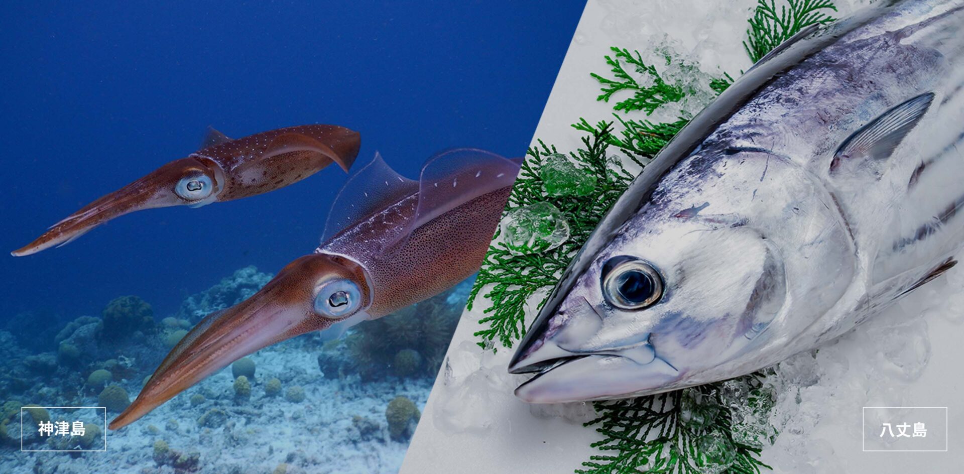 八丈島のマグロと神津島のイカ